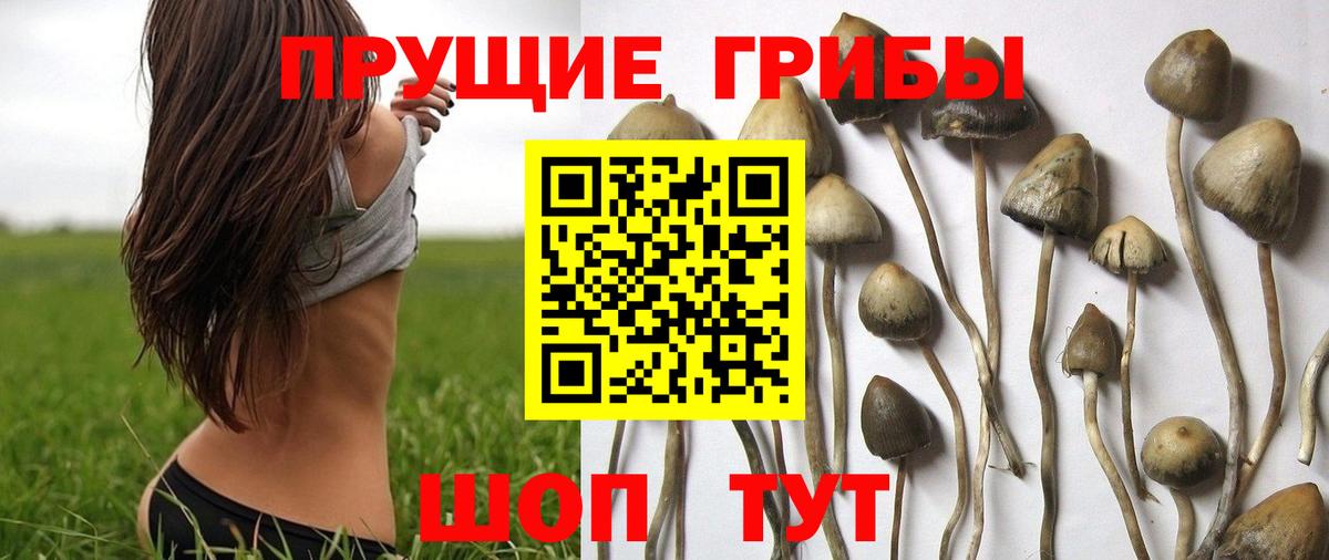 Галлюциногенные грибы Psilocybine cubensis  Вход с VPN  Курган 